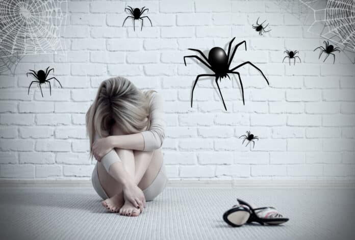 Peur des araignées : comment vaincre l'arachnophobie ?
